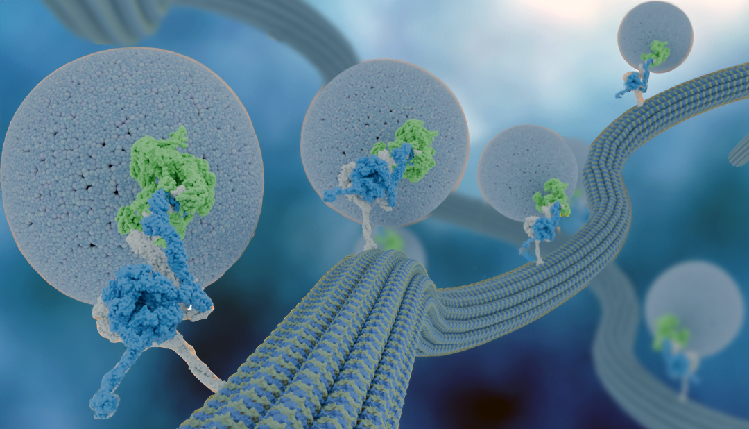 Dynein motor proteins transport cargo along microtubules, highways within a cell.