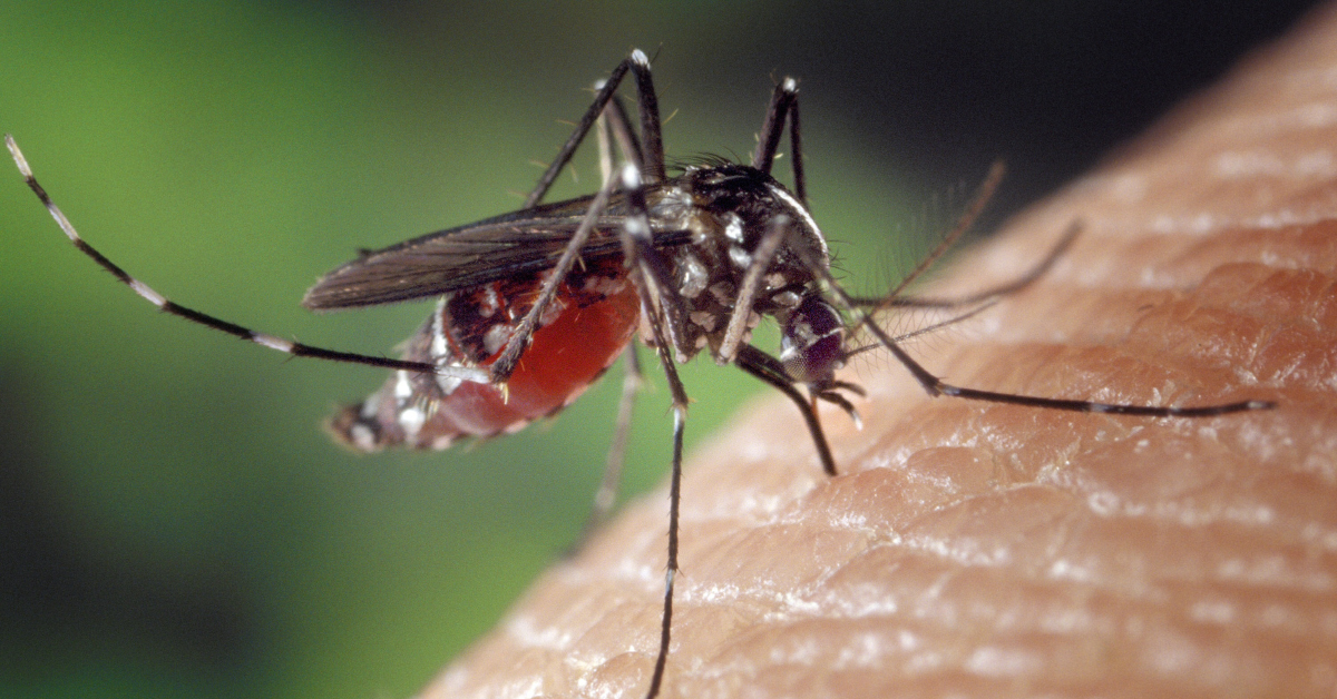 mosquito on human thumb