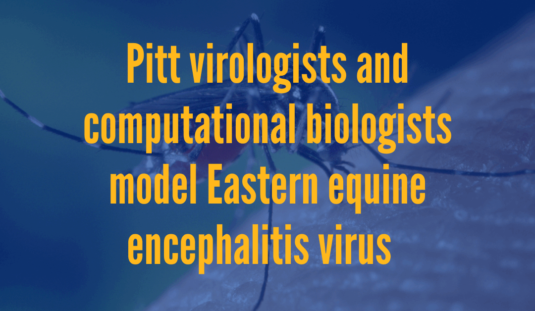 Pitt virologists and computational biologists build a model to study Eastern equine encephalitis virus