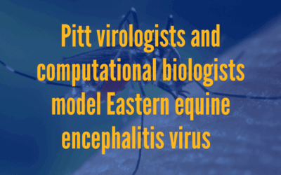 Pitt virologists and computational biologists build a model to study Eastern equine encephalitis virus