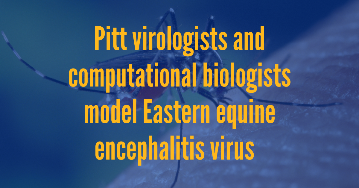 Pitt virologists and computational biologists model Eastern equine encephalitis virus