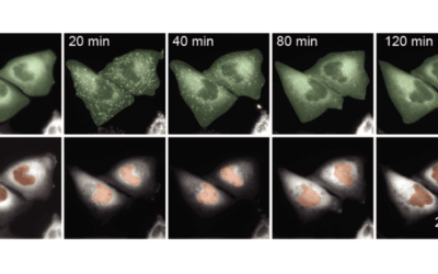 Pitt researchers uncover how timing of cellular signals shape life-or-death decisions