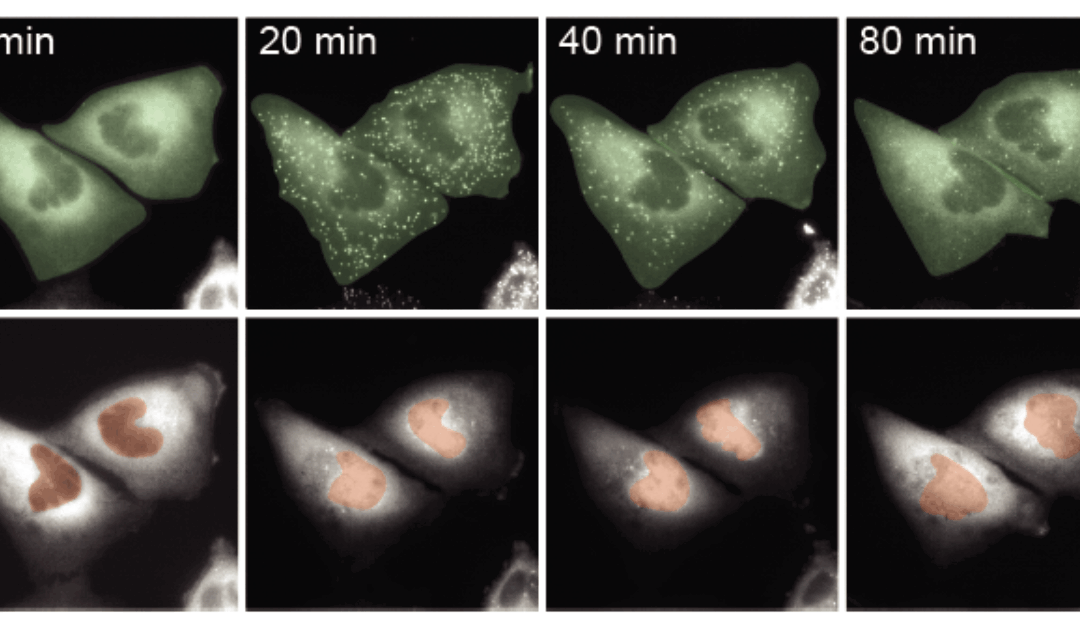 Pitt researchers uncover how timing of cellular signals shape life-or-death decisions