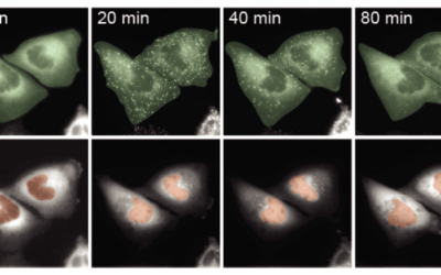Pitt researchers uncover how timing of cellular signals shape life-or-death decisions