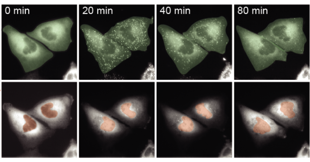 lab created image of cytokine signaling