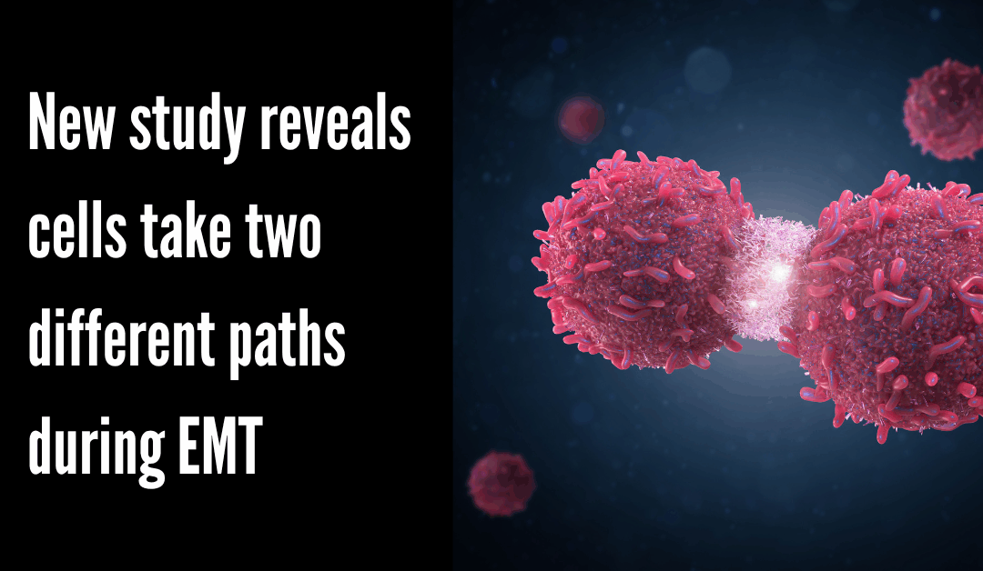 New study reveals cells take two different paths during EMT