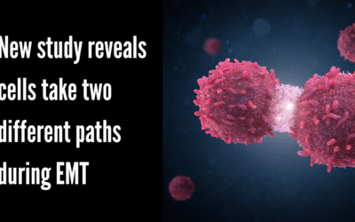 New study reveals cells take two different paths during EMT