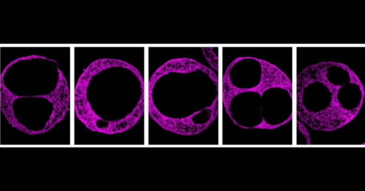 More Web Graphics lab made image of human heart cardioid